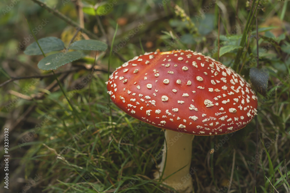 wild amanita muscaria, hallucinogen mushroom growing in a woodla wild amanita muscaria, hallucinogen mushroom growing in a woodla