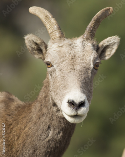 Portrait of bighorn sheep.