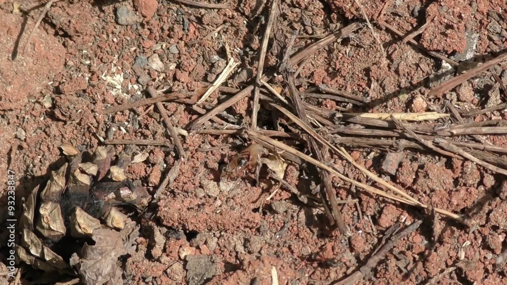 Ants are pulling larva flies in the anthill. Ants are pulling larva flies in the anthill.