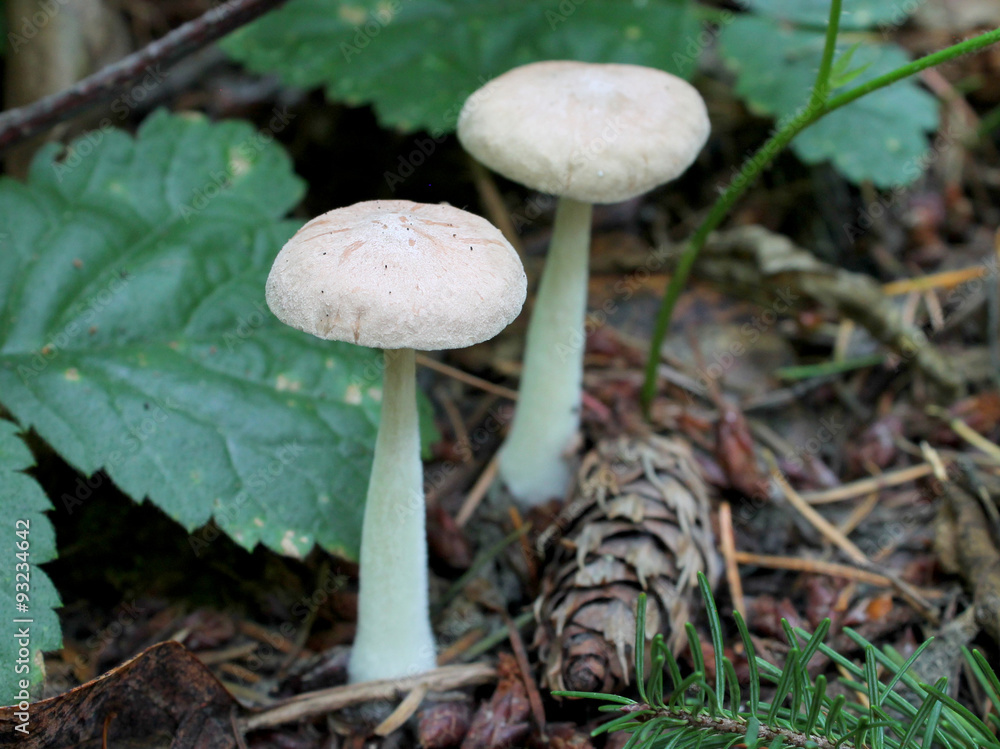 Wood Woolyfoot Mushroom - Gymnopus peronatus Wood Woolyfoot Mushroom - Gymnopus peronatus