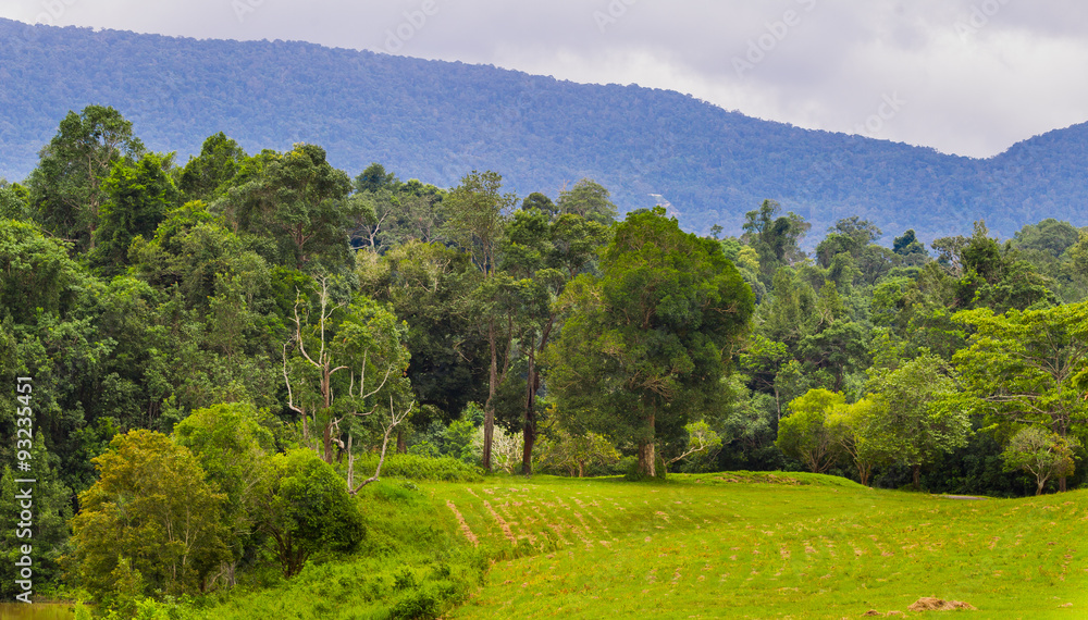 The landscape of forest and mountain of Khao Yai national park for background use