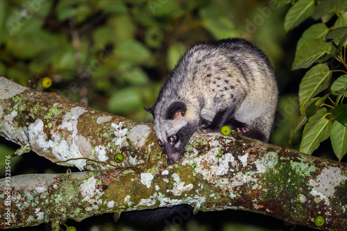 Asian palm civet (Paradoxurus hermaphroditus) on the wood 