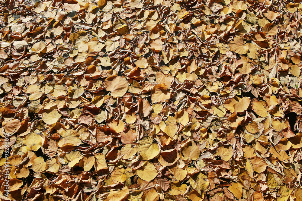 Autumn texture of yellow fallen leaves Autumn texture of yellow fallen leaves