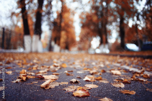 landscape autumn path in the park