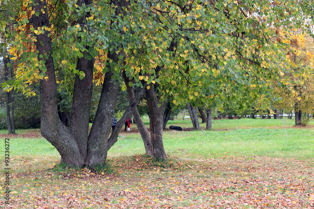 Fototapeta premium Park landscape lonely tree