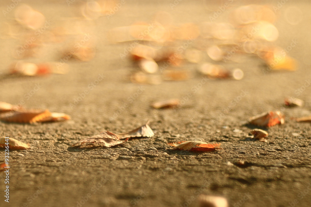 background of fallen leaves on the asphalt in the city background of fallen leaves on the asphalt in the city