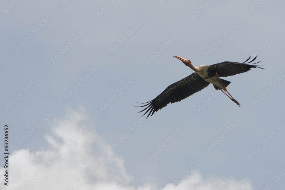 Flying Painted Stork