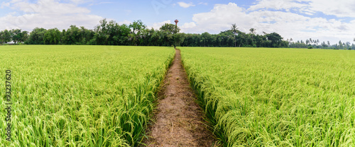 Panoramic view of rice field with pathway and blue sky, Suphan Buri, Thailand.