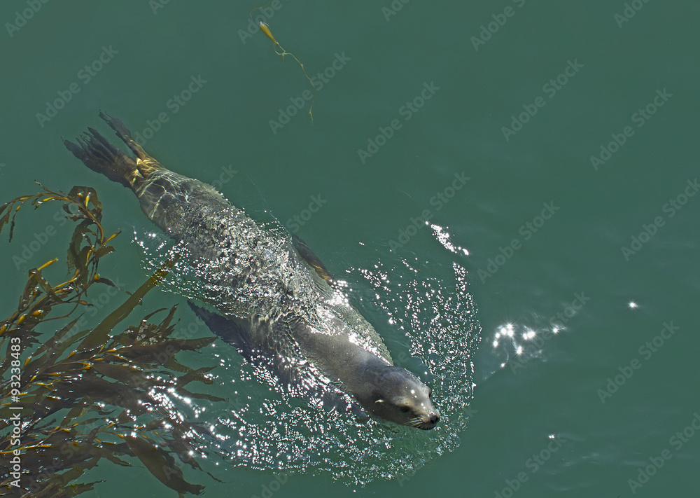 Naklejka premium Sea lion swimming in Pacific Ocean.