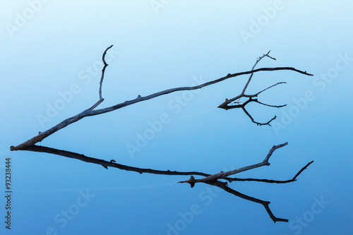 Tree branches in silhouette lying in the lake