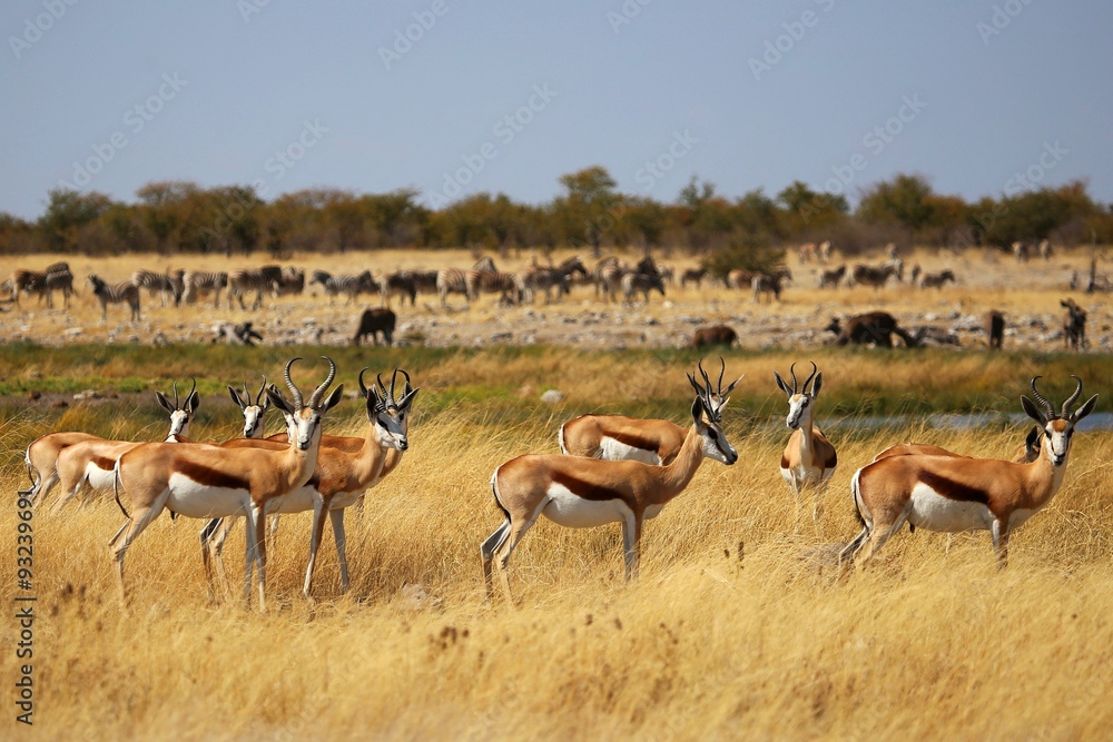 Harde de springboks dans la savane herbeuse. Harde de springboks dans la savane herbeuse.