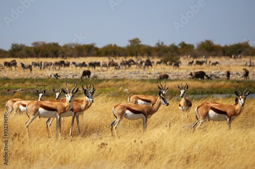Harde de springboks dans la savane herbeuse. photo