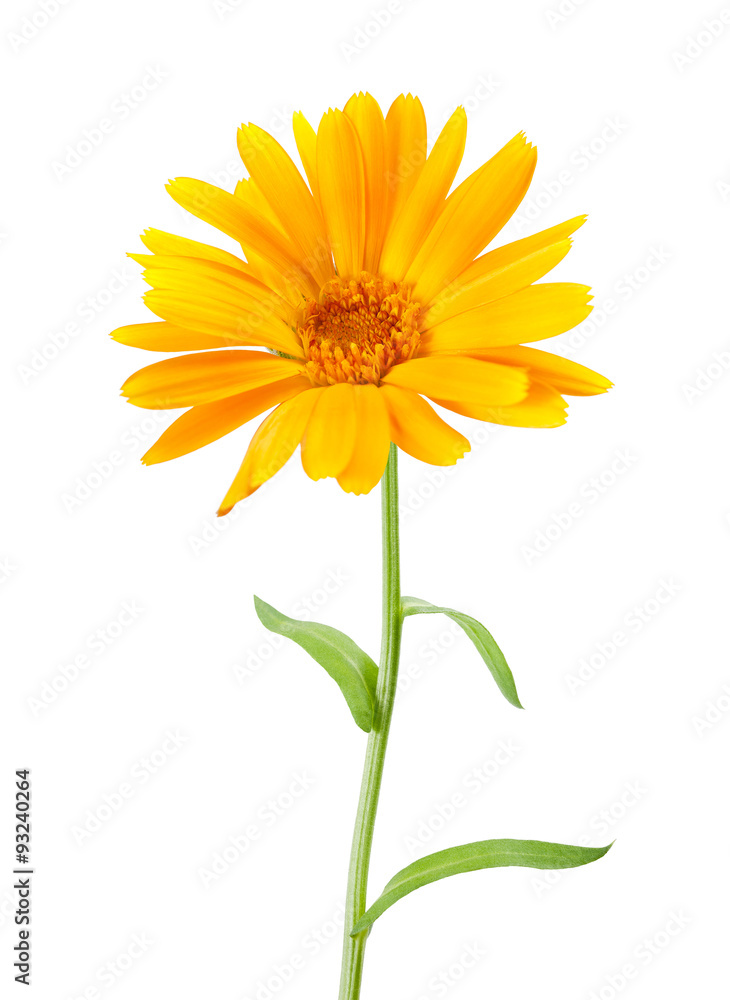 Fototapeta premium marygold flower isolated on white