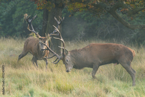 Red Deer - fight