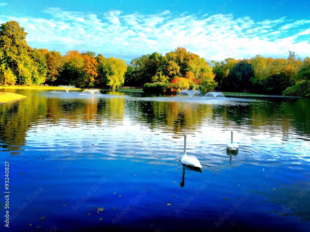Obraz premium swans in the lake