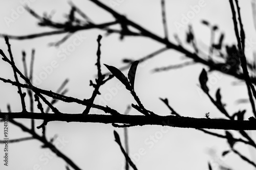 Tree branches silhouette