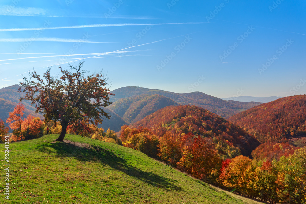 Autumn trees in Transylvania