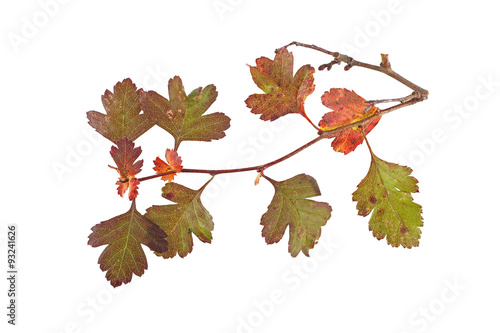 Close up photo of autumn leaves on a white background.