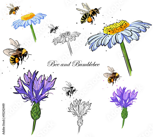 bee and bumblebee