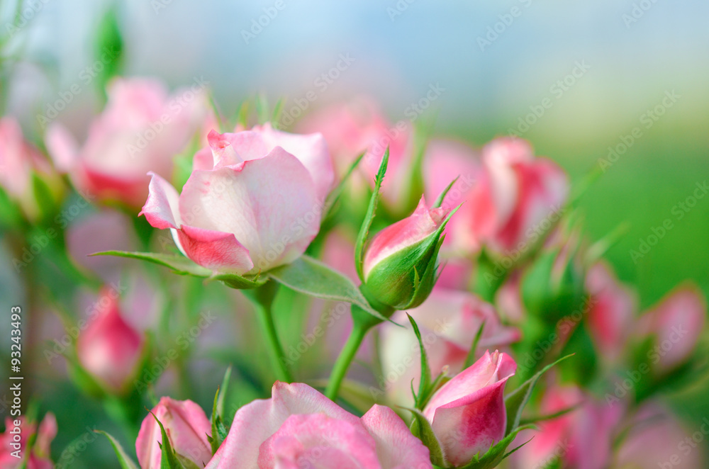 Pink roses in garden