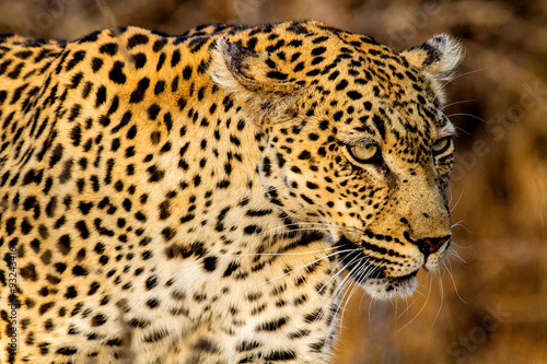 leopard in bush