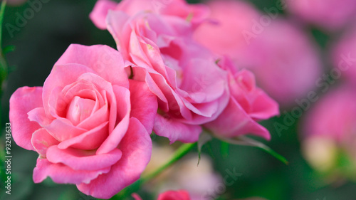 Pink roses in garden