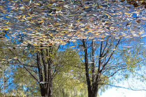 Colors of Moscow parks during autumn reflected in the pond, Russia photo