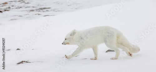 Polar fox in the tundra. Canada.