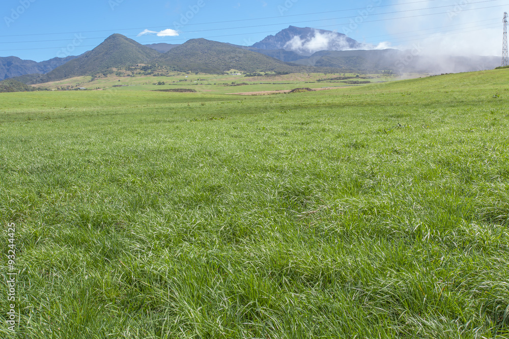Fototapeta premium pâturages des hautes plaines, île de la Réunion