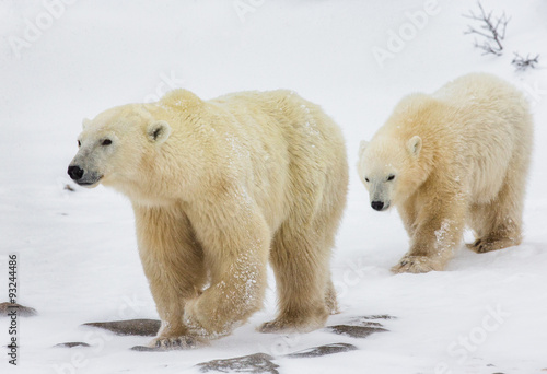 Polar bear with a cub in the tundra. Canada. An excellent illustration. © gudkovandrey