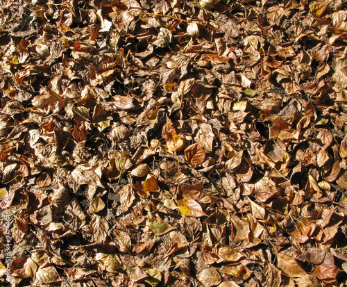 Dry autumn leaves