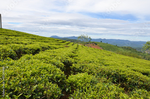 tea field in Dalat, Vietnam