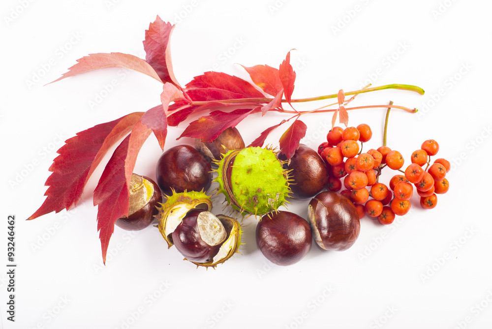Autumn leaves, chestnuts, and rowanberries on white background
