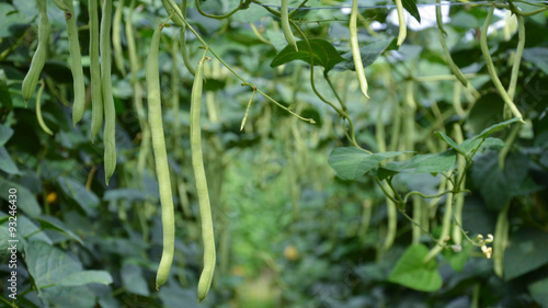 Phaseolus vulgaris farm in Dalat, Vietnam