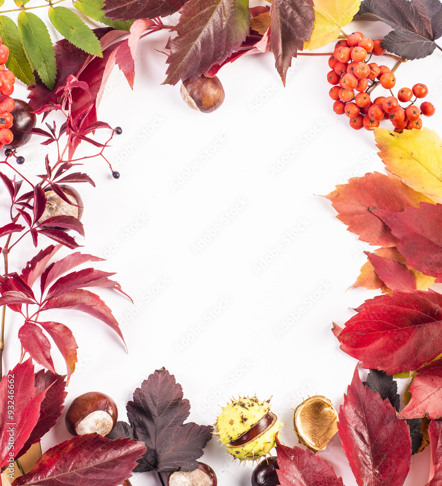 Colorful leaves, rowanberries and chestnuts