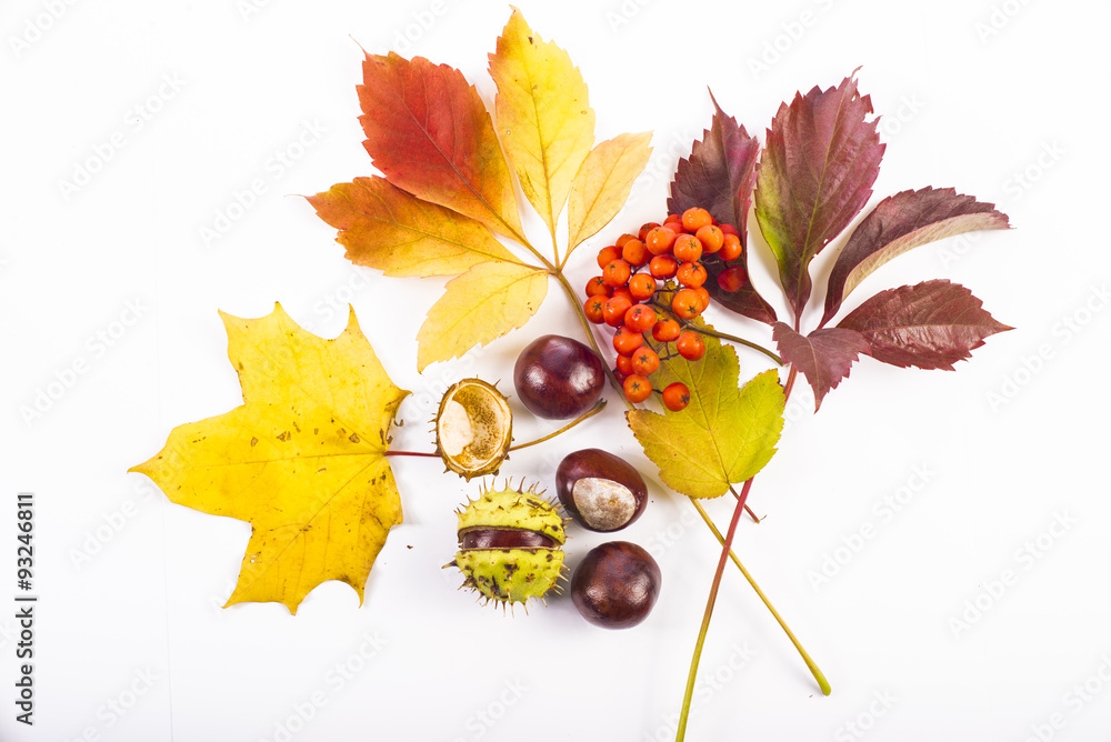 Autumn leaves, chestnuts, and rowanberries on white background