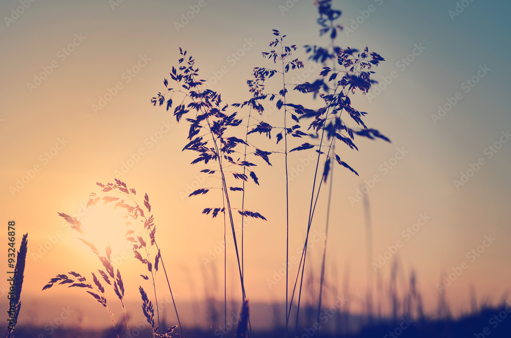 Meadow at sunset, zen meditative scene Meadow at sunset, zen meditative scene