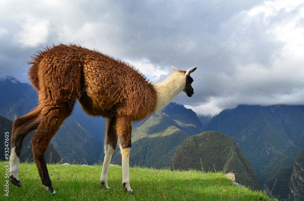 Fototapeta premium Lama grazing at the ruins of Machu Picchu