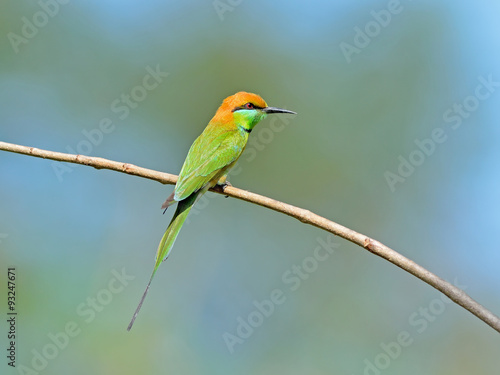 Bird (Green Bee-eater) , Thailand © panda3800