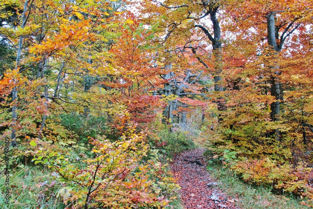 Herbstwald