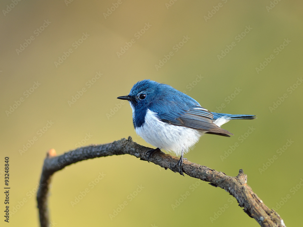 Bird (Ultramarine Flycatcher) , Thailand Bird (Ultramarine Flycatcher) , Thailand