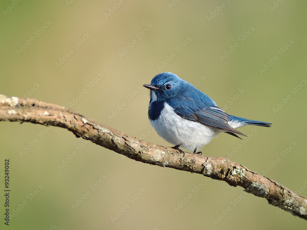 Bird (Ultramarine Flycatcher) , Thailand Bird (Ultramarine Flycatcher) , Thailand