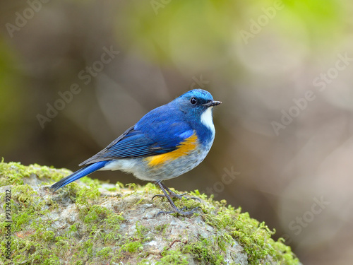 Bird (Orange-flanked Bush-Robin) , Thailand