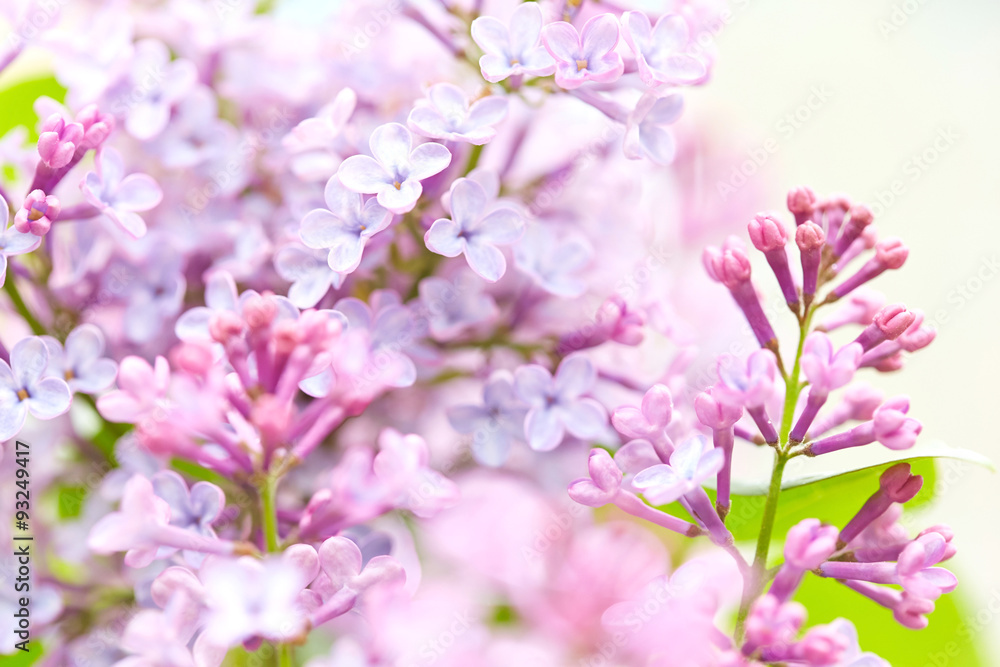 Fototapeta premium Lilac flowers