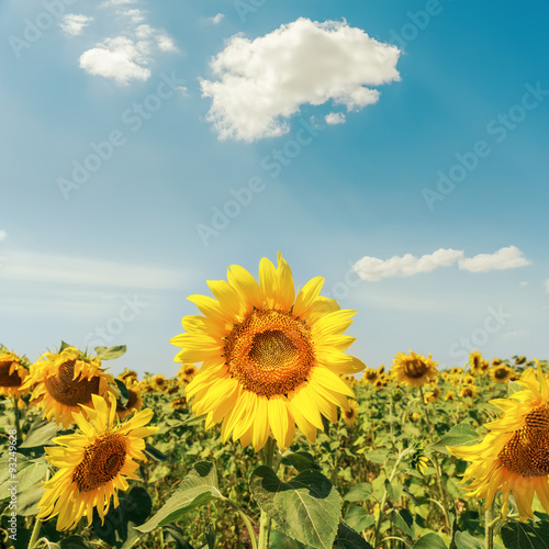 sunflowers on field under cloudy sky