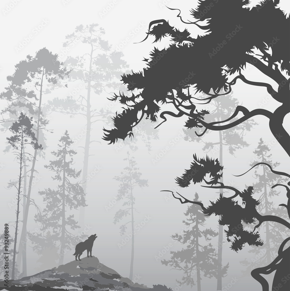 Fototapeta wolf in the forest