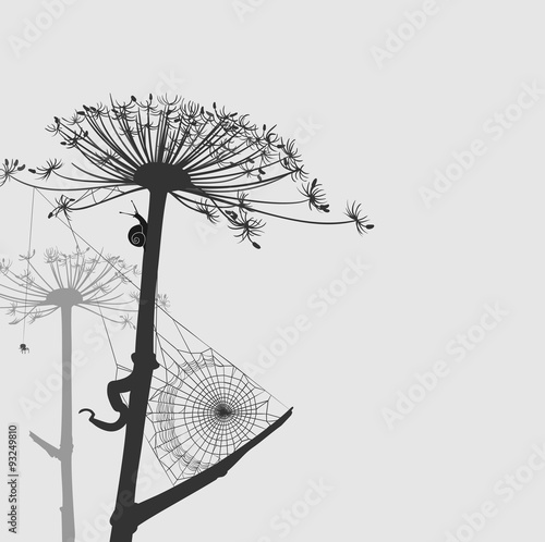 dry flower