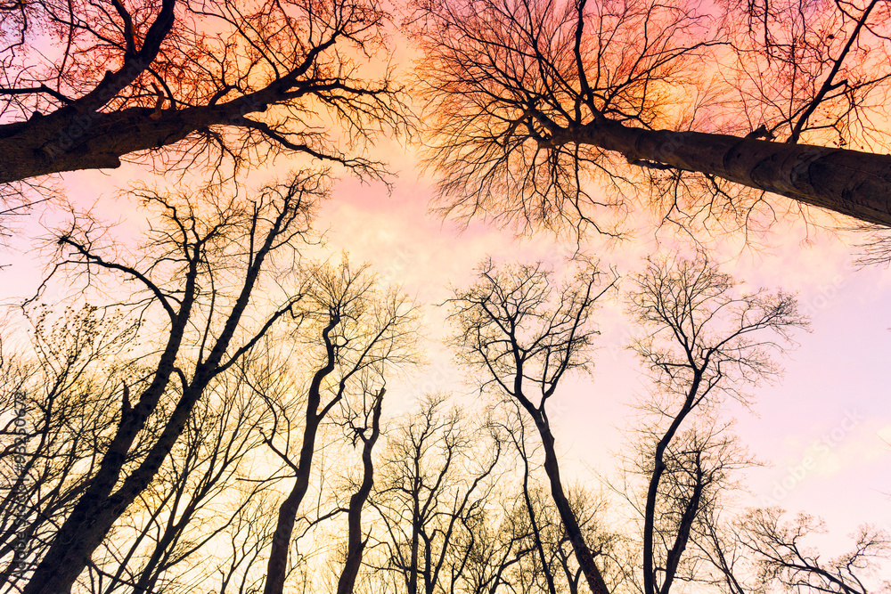 Magical bare trees of an autumn forest Magical bare trees of an autumn forest
