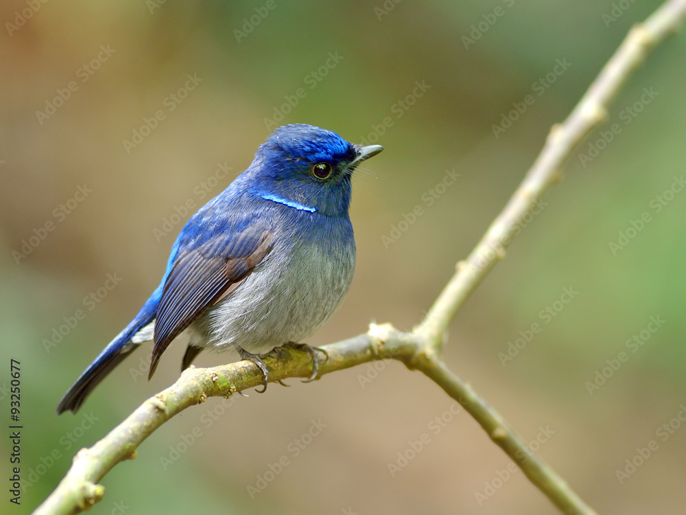 Bird (Small Niltava) , Thailand