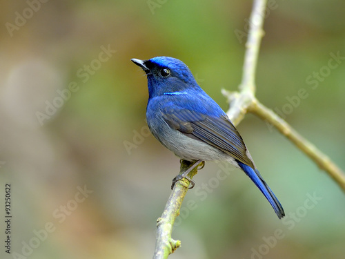 Bird (Small Niltava) , Thailand